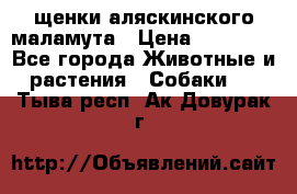 щенки аляскинского маламута › Цена ­ 20 000 - Все города Животные и растения » Собаки   . Тыва респ.,Ак-Довурак г.